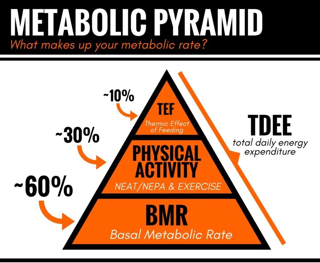 metabolic pyramid 