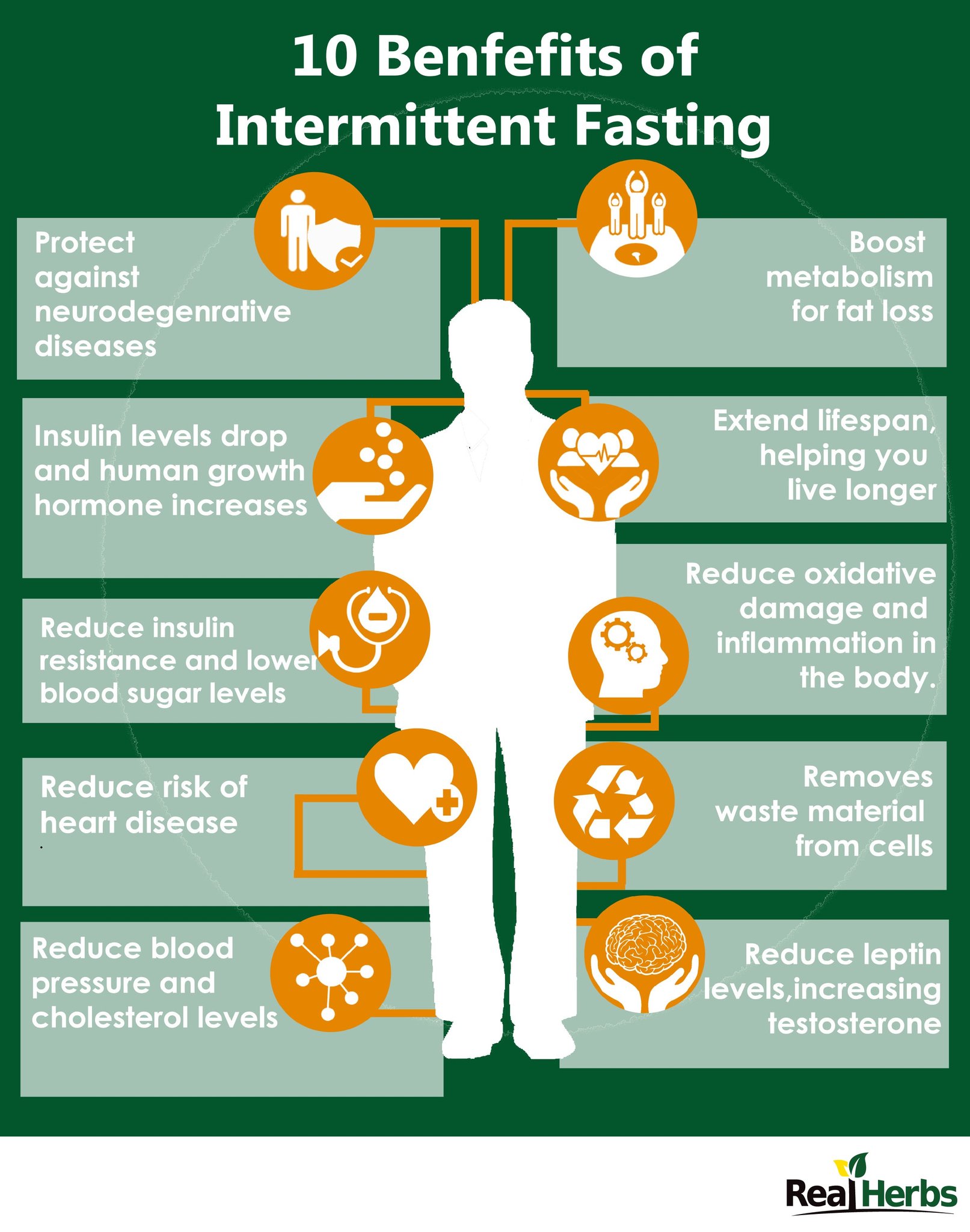 Role Of Intermittent Fasting On Your Testosterone Levels